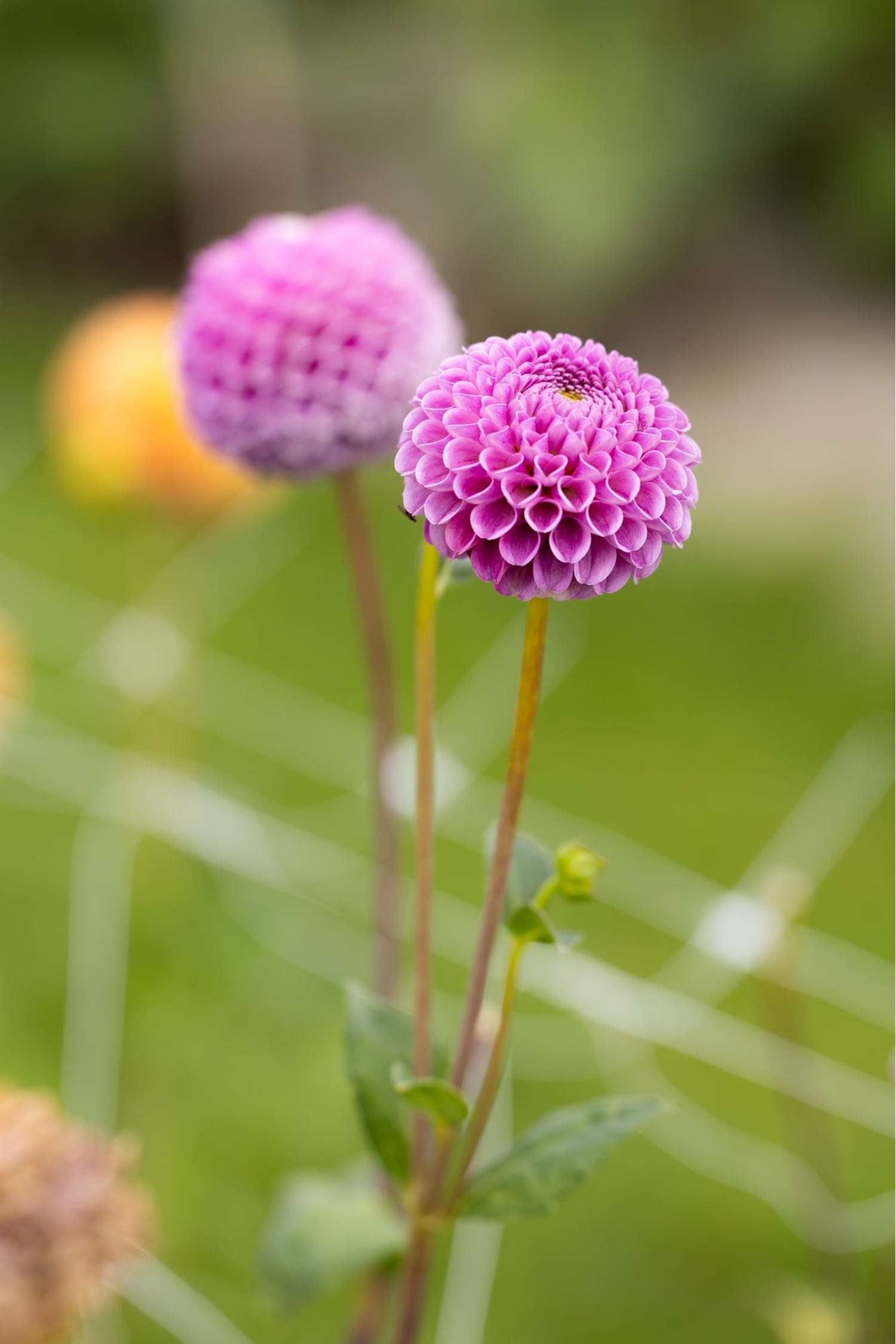 Dahlie 'Franz Kafka'